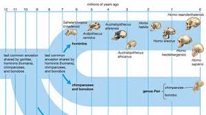 Image result for Evolution Stammbaum