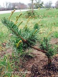 Attēlu rezultāti vaicājumam “Pinus banksiana”