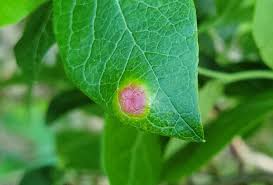 Attēlu rezultāti vaicājumam “Exobasidiales”