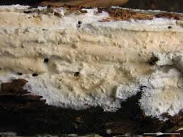 Attēlu rezultāti vaicājumam “Junghuhnia collabens”