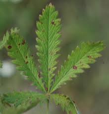 Attēlu rezultāti vaicājumam “Potentilla arenaria leaf”