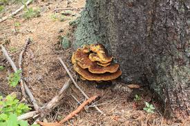 Attēlu rezultāti vaicājumam “Phaeolus schweinitzii”