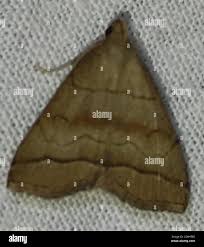 Attēlu rezultāti vaicājumam “Herminia tarsicrinalis”