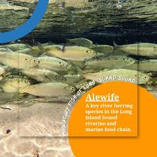 Image result for Alosa pseudoharengus