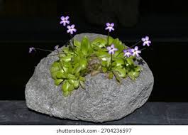 Attēlu rezultāti vaicājumam “Lentibulariaceae”