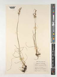 Attēlu rezultāti vaicājumam “Juncus compressus”