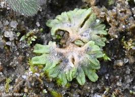 Attēlu rezultāti vaicājumam “Riccia bifurca”