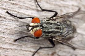 Attēlu rezultāti vaicājumam “Sarcophagidae”