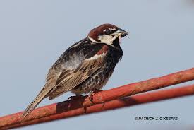 Image result for Passer hispaniolensis