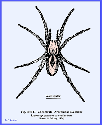 Attēlu rezultāti vaicājumam “Arachnida”