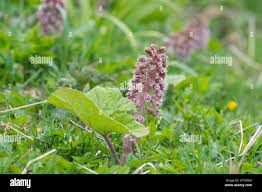 Attēlu rezultāti vaicājumam “Petasites hybridus leaf”
