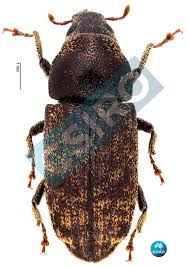 Attēlu rezultāti vaicājumam “Hylastes sp.”