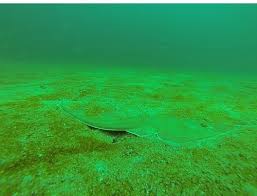 Image result for Acroteriobatus blochii