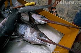 Image result for Xiphias gladius