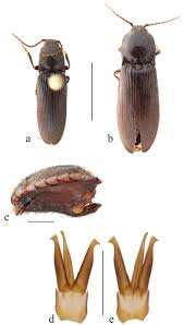 Attēlu rezultāti vaicājumam “Hemicrepidius sp.”