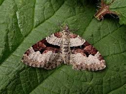 Attēlu rezultāti vaicājumam “Xanthorhoe designata”