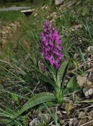 Attēlu rezultāti vaicājumam “Dactylorhiza majalis subsp. baltica leaf”