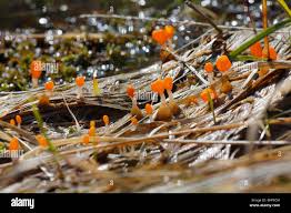 Attēlu rezultāti vaicājumam “Mitrula paludosa”