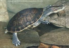 Attēlu rezultāti vaicājumam “Reticularia sp.”