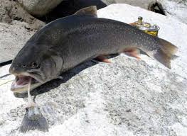 Image result for Salvelinus alpinus taranetzi
