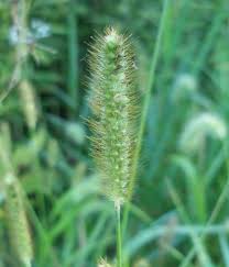 Attēlu rezultāti vaicājumam “Setaria glauca”