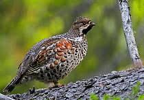 Attēlu rezultāti vaicājumam “Bonasa bonasia eggs”