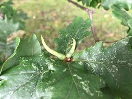 Attēlu rezultāti vaicājumam “Andricus quercuscorticis”