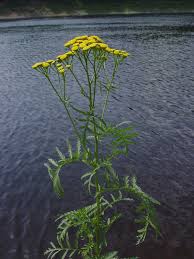 Image result for Tanacetum vulgare