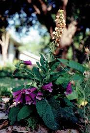 Image result for Digitalis purpurea