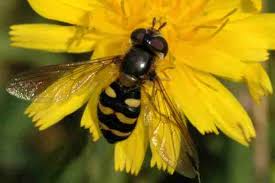 Attēlu rezultāti vaicājumam “Eupeodes nielseni”