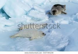 Image result for Pagophilus groenlandicus