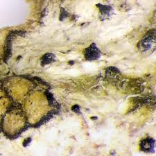 Attēlu rezultāti vaicājumam “Acrocordia gemmata”