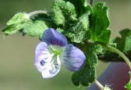 Attēlu rezultāti vaicājumam “Veronica persica flower”