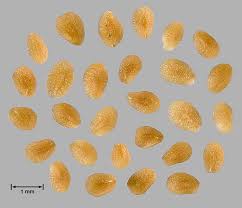 Attēlu rezultāti vaicājumam “Veronica arvensis”