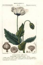 Image result for Papaver somniferum