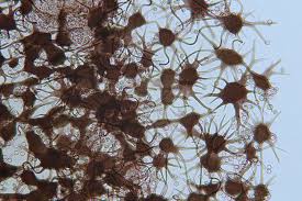 Attēlu rezultāti vaicājumam “Cribraria sp.”