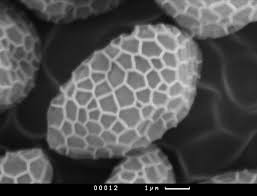 Attēlu rezultāti vaicājumam “Tubifera applanata”