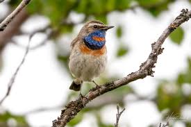 Attēlu rezultāti vaicājumam “Luscinia svecica adult”