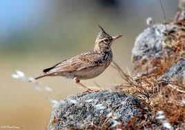 Attēlu rezultāti vaicājumam “Galerida cristata”