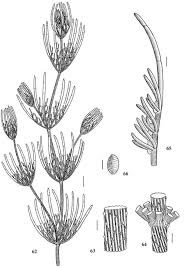 Attēlu rezultāti vaicājumam “Chara hispida”