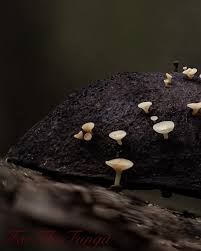 Attēlu rezultāti vaicājumam “Hymenoscyphus fructigenus var. coryli”