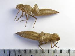 Attēlu rezultāti vaicājumam “Aeshna isoceles”