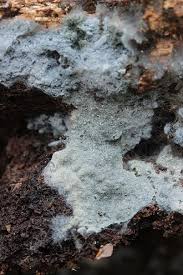 Attēlu rezultāti vaicājumam “Byssocorticium atrovirens”