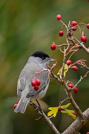 Image result for Sylvia sarda