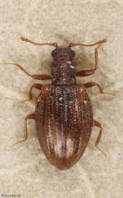 Attēlu rezultāti vaicājumam “Dienerella elongata”