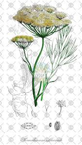 Attēlu rezultāti vaicājumam “Peucedanum oreoselinum flower”