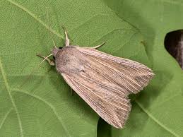 Attēlu rezultāti vaicājumam “Mythimna flammea”