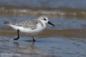 Attēlu rezultāti vaicājumam “Calidris alba adult”
