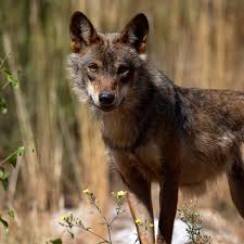 Image result for Weston Rhyn Wolves