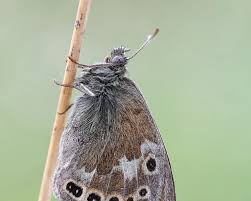 Attēlu rezultāti vaicājumam “Coenonympha tullia”